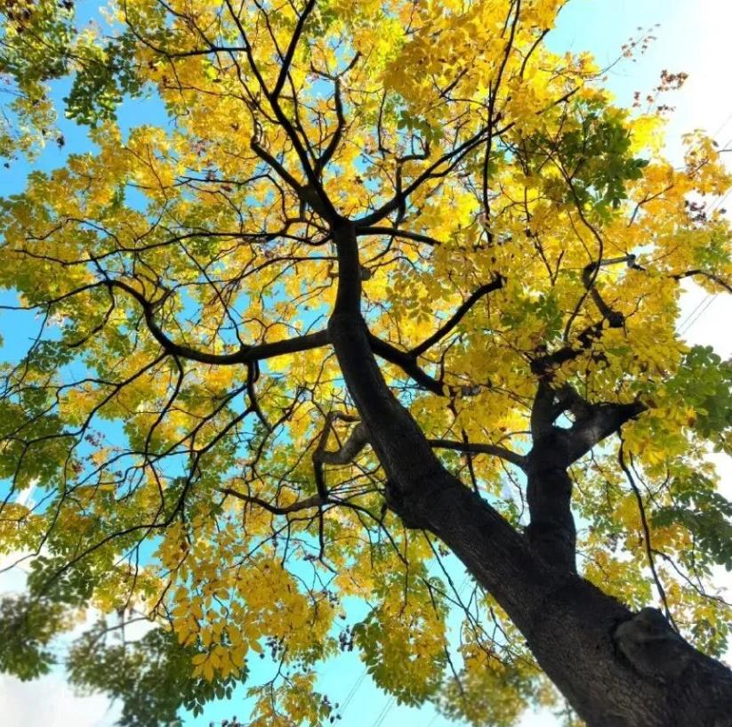 最近，我听一个亲戚说，他们单位女的可以找关系，把干部身份转成工人身份，然后就可以