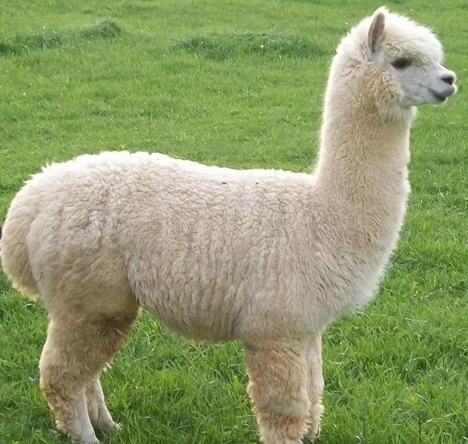 11月8日山东济南萌宠乐园羊驼死亡事件。李女士在济南某萌宠乐园将羊驼送洗。据