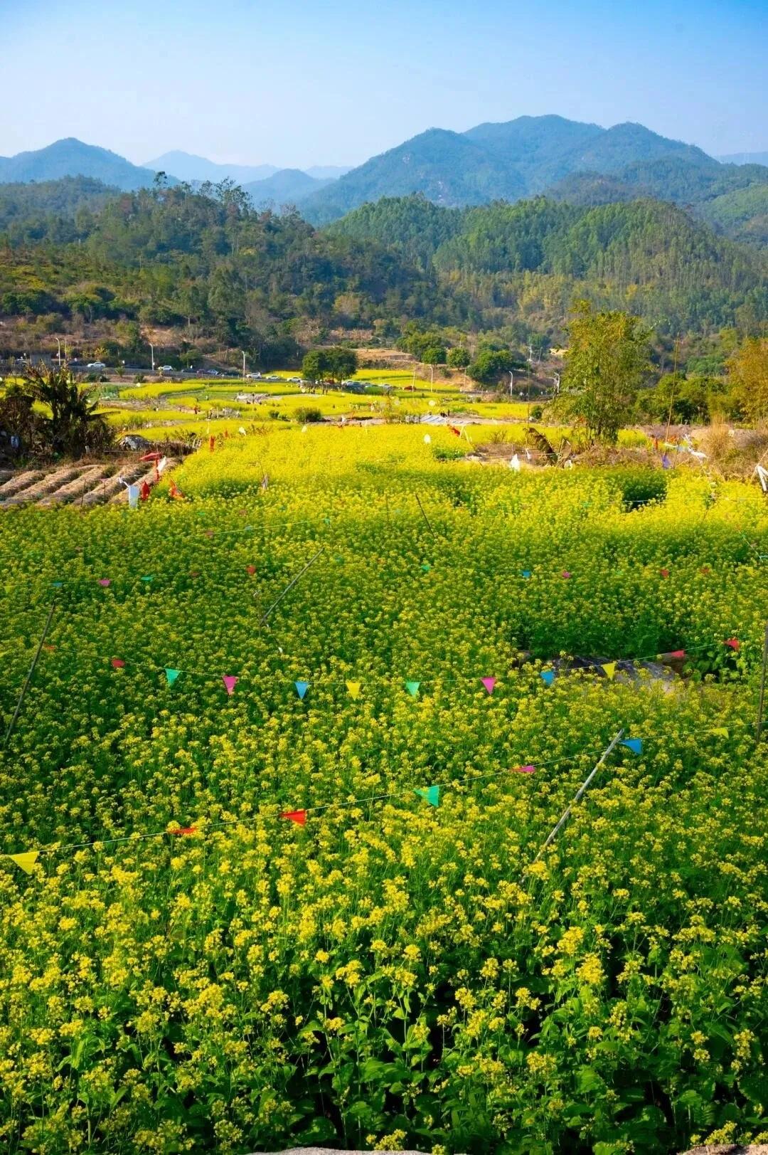 上联：黄花遍野绿如茵下联：