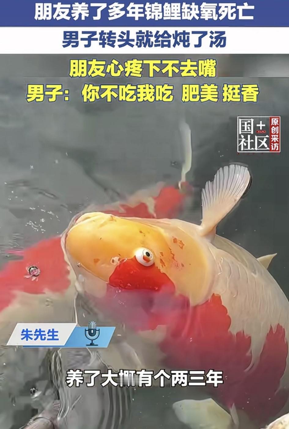 山东滕州，一男子朋友养了两三年的锦鲤因缺氧死了，朋友见鱼确实救不活了，便准备把鱼