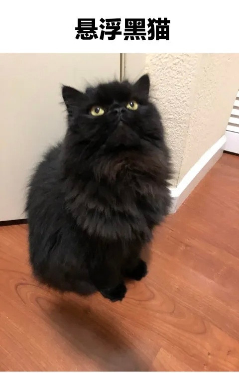 黑猫悬浮术​​​