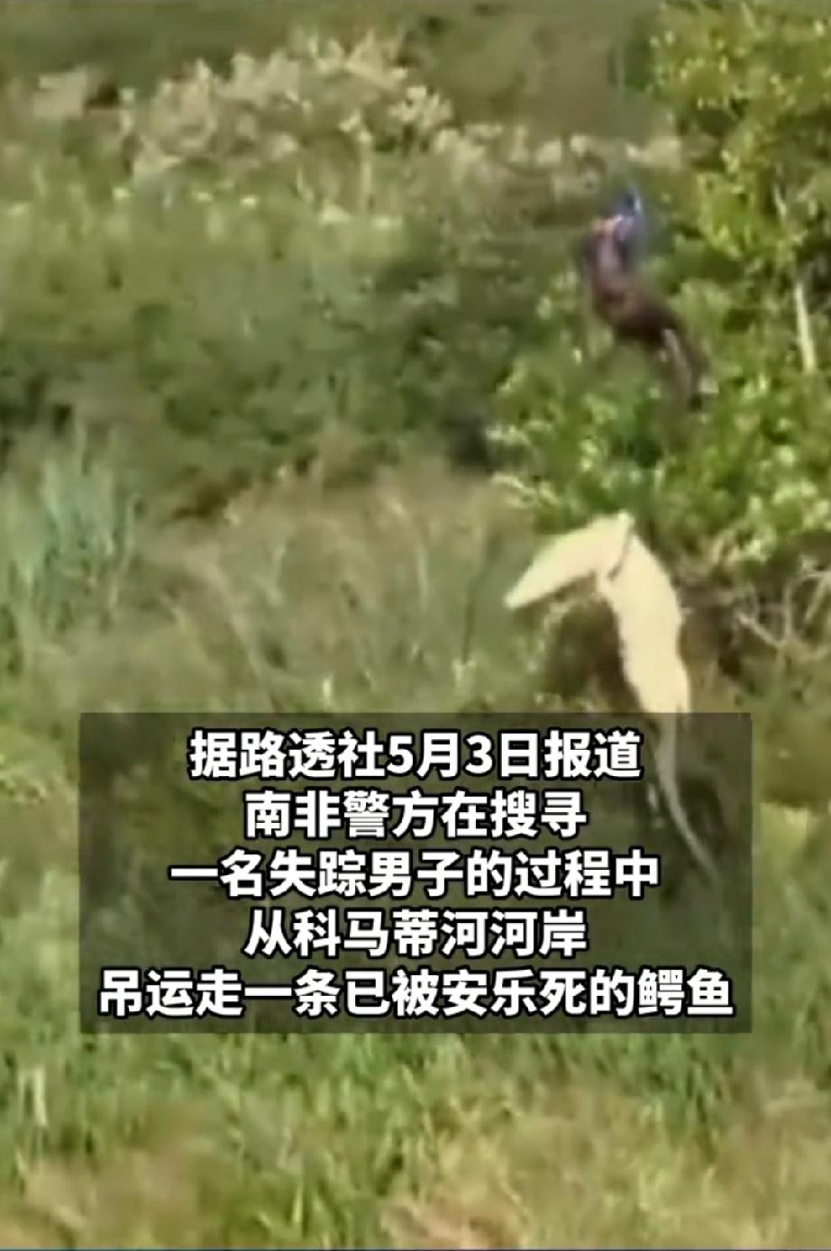 近日，南非科马蒂河涨洪水，一名男子失踪。警方直升机搜寻男子的过程中，在科马蒂河岸