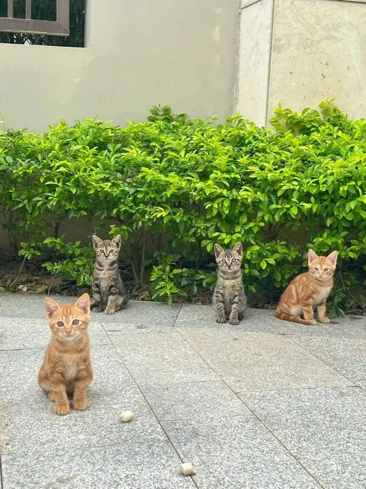 近日，一位网友偶遇四只可爱的小奶猫，每一只都超级漂亮。据该网友表示，她与猫咪们聊