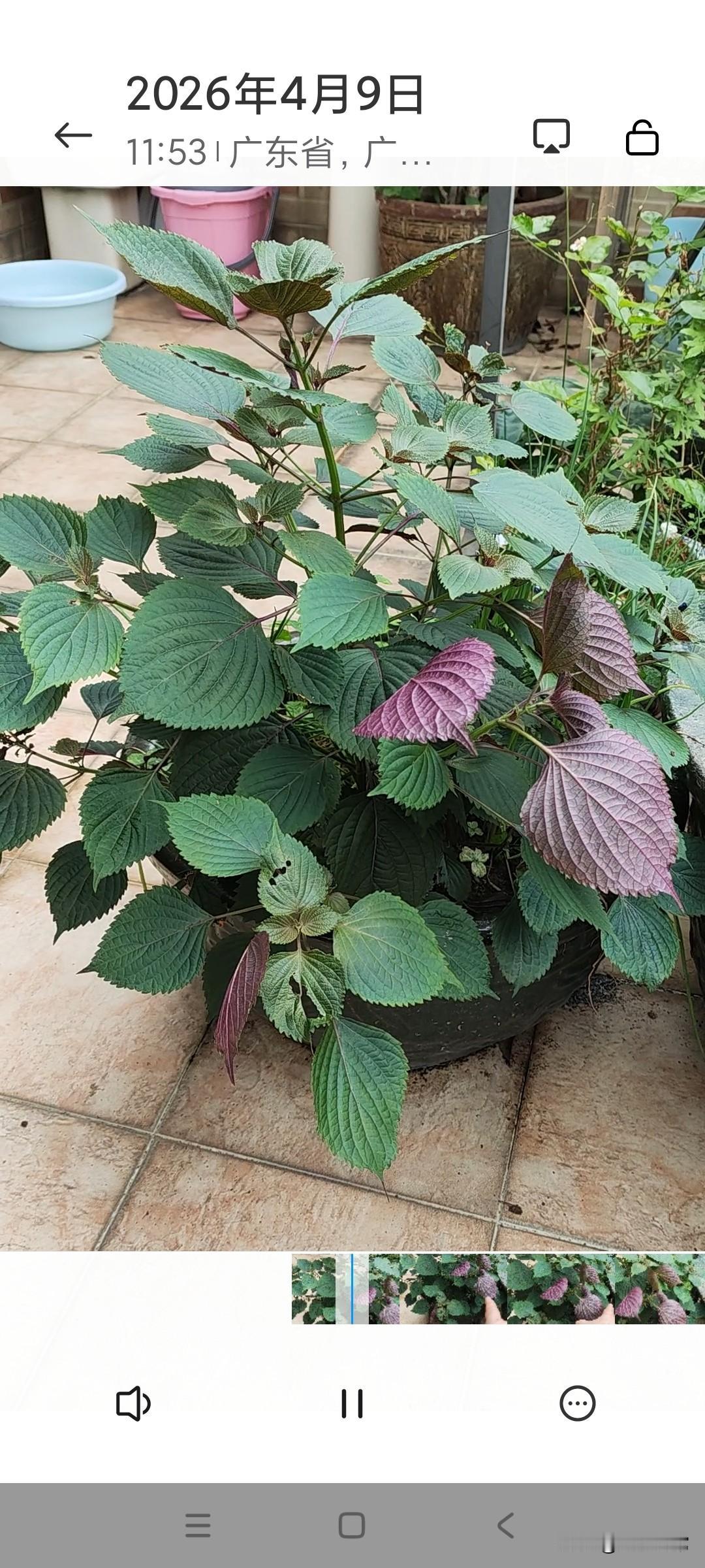 过年前楼上邻居送的一棵紫苏，送给我的时候才四片小叶子，种在一个小花盆里，叶子又黄