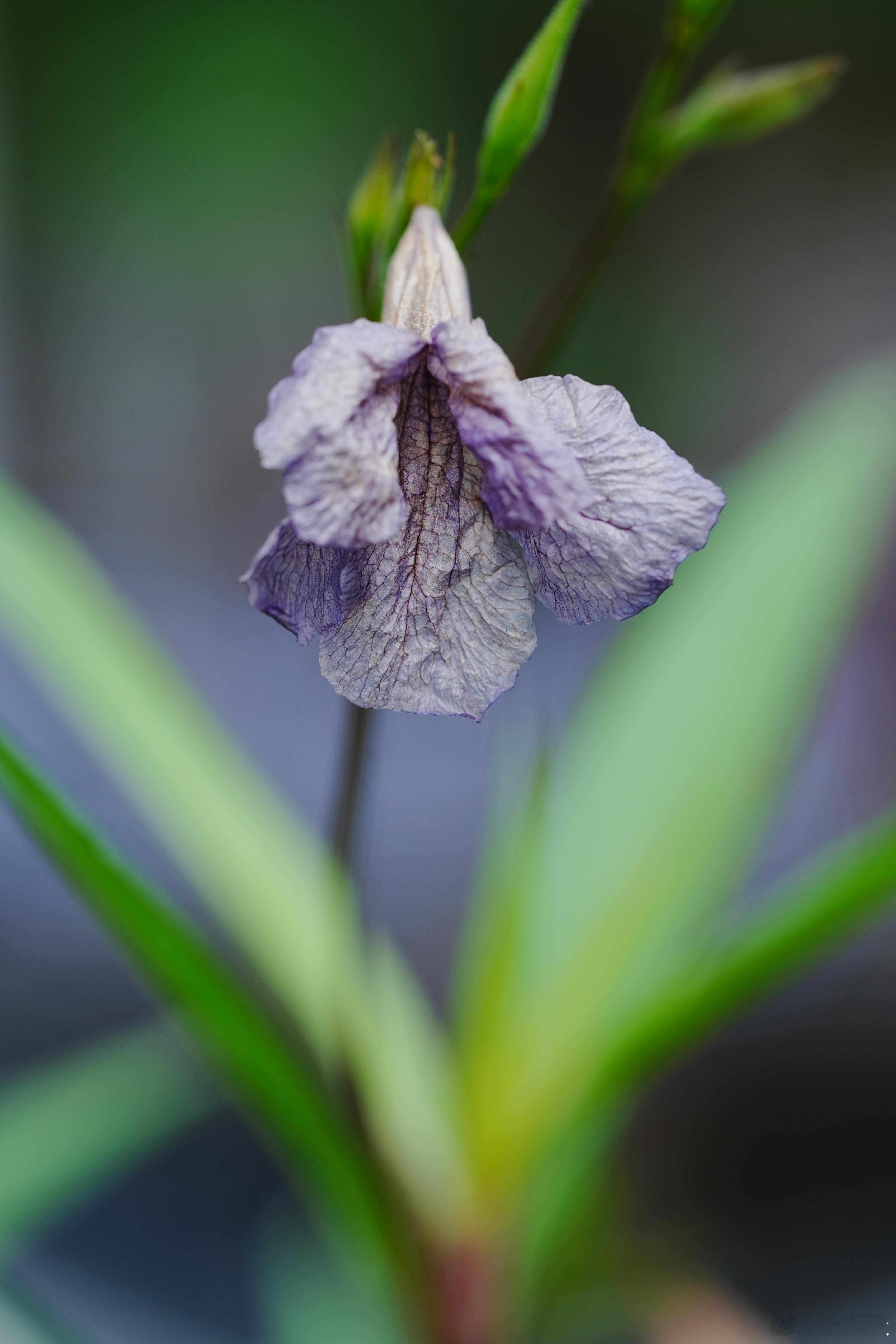 秋风萧瑟天气凉，草木摇落露为霜。蜗的摄影日记秋天​​​