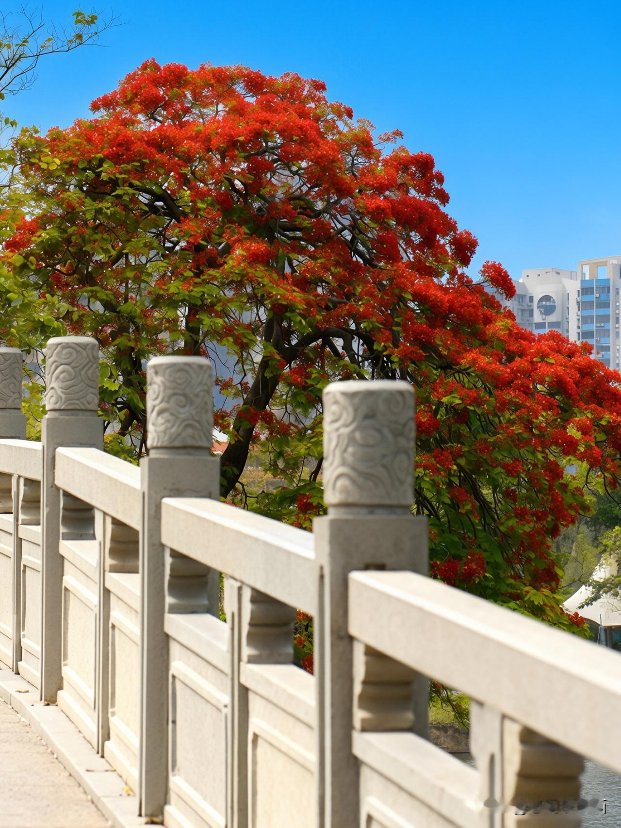 《东山湖夏序，凤凰染初夏》步入东山湖公园，满目清宁绿意扑面而来。