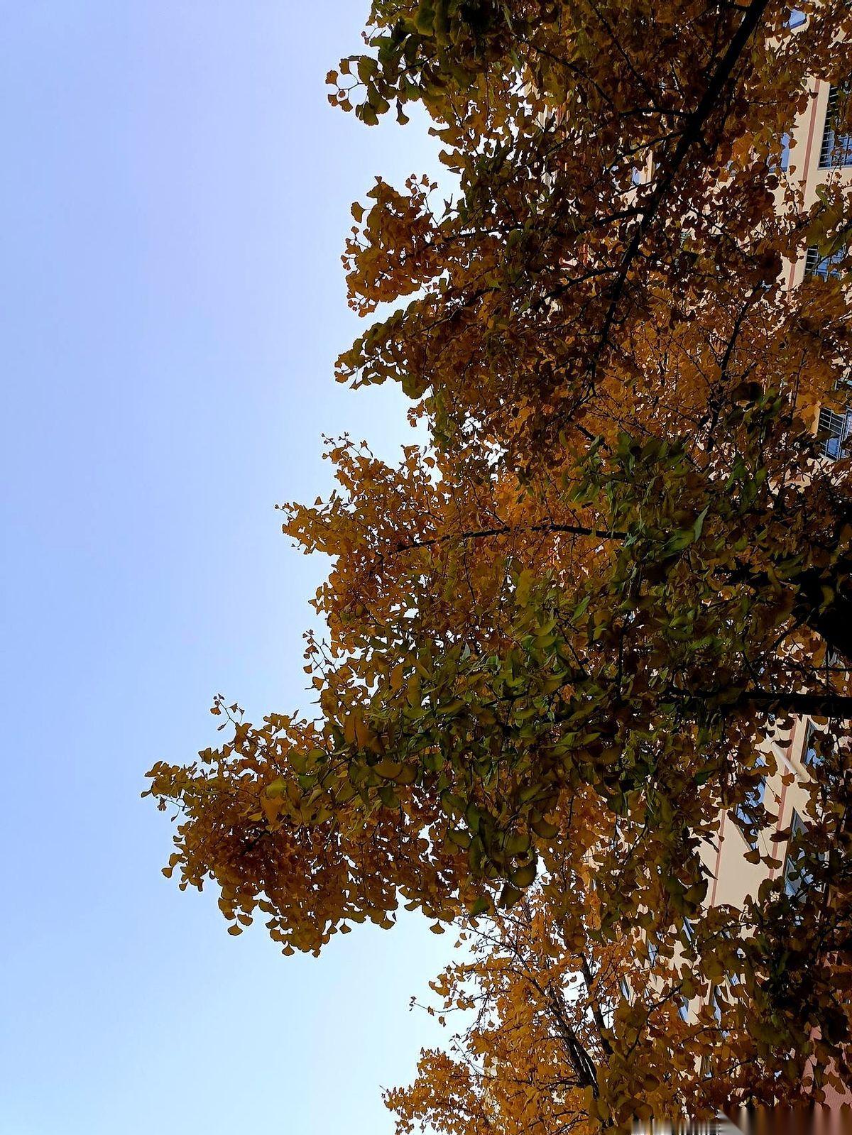 都说清淡饮食才长寿，我算是看明白了，全是扯。我公公，92岁走的。我婆婆，89。