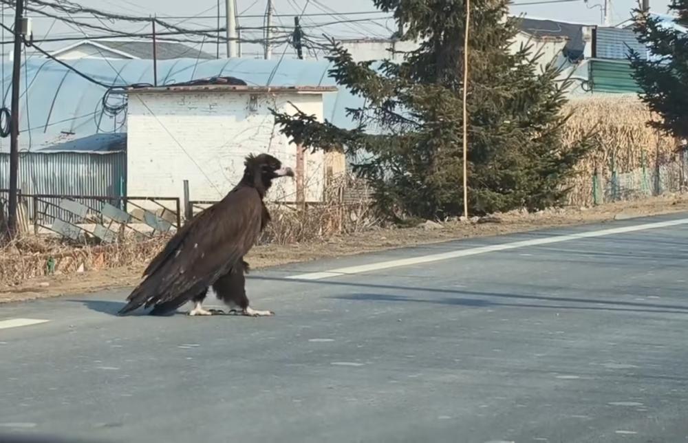 吉林珲春一米高“巨鸟”悠闲过马路, 姿态活像人, 当地回应: 是秃鹫