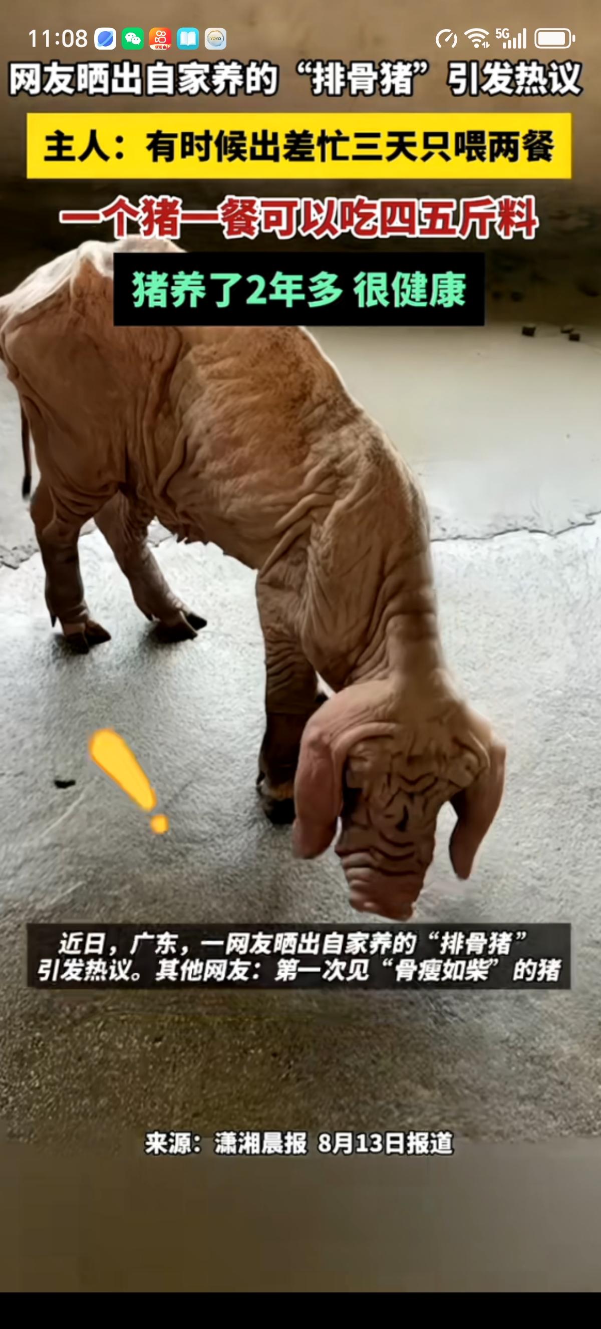 广东一男子晒出了自家养了2年的壮年生猪，全身没一块多余的肥肉，一身皮肤像老树皮一