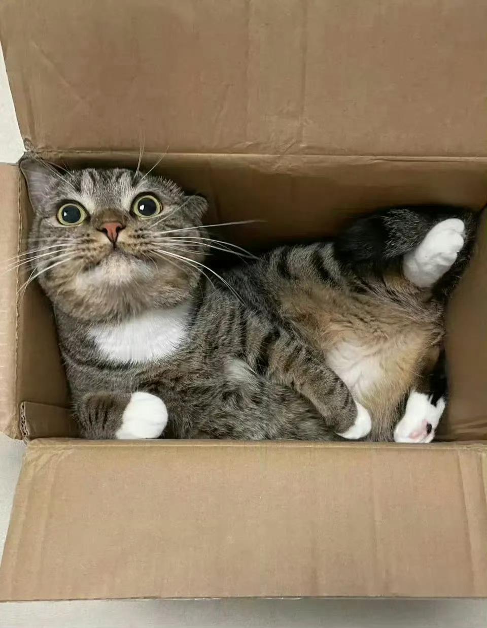 猫咪：你是怎么找到我的​​​