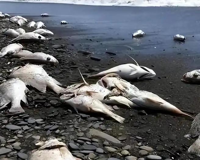 超17.3万吨核污染水排进太平洋，三年后的今天，我国近海辐射监测结果全部在安全阈