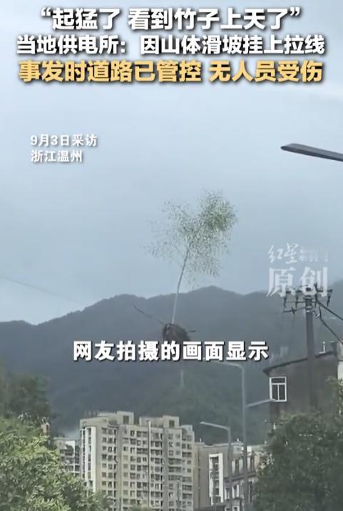 真是活久见！浙江，暴雨过后竟出现神奇一幕：一根高十多米的毛竹，连根带泥，稳稳地“