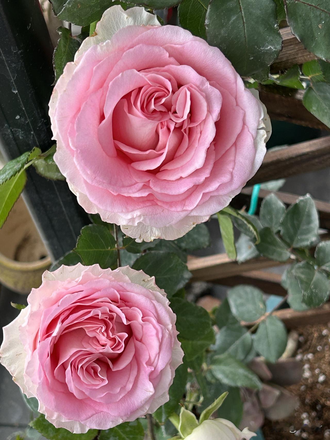 这是我最喜欢的月季花洛神。2023年春天，我把它养在东南朝向的阳台上，它开出了拳