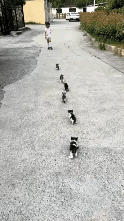 谁能拒绝一群小奶猫组团尾随的可爱暴击啊，这画面真的直接戳中软处！小