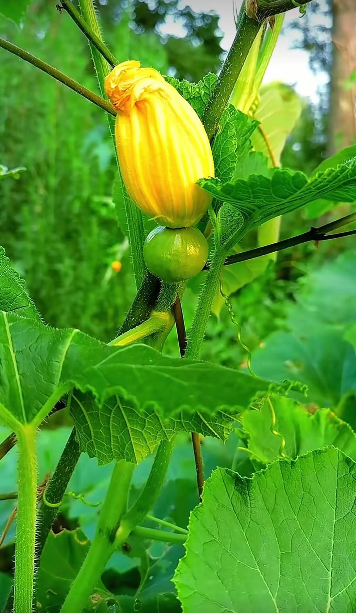 南瓜花鸟不多见，黄花绿瓜真好看，作者抓拍时机好，网友看了都点赞。