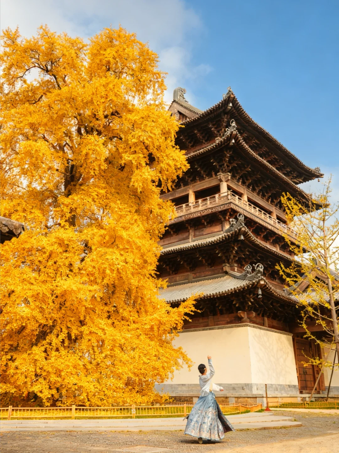 全江浙沪都在期待的千年银杏终于黄了🍂