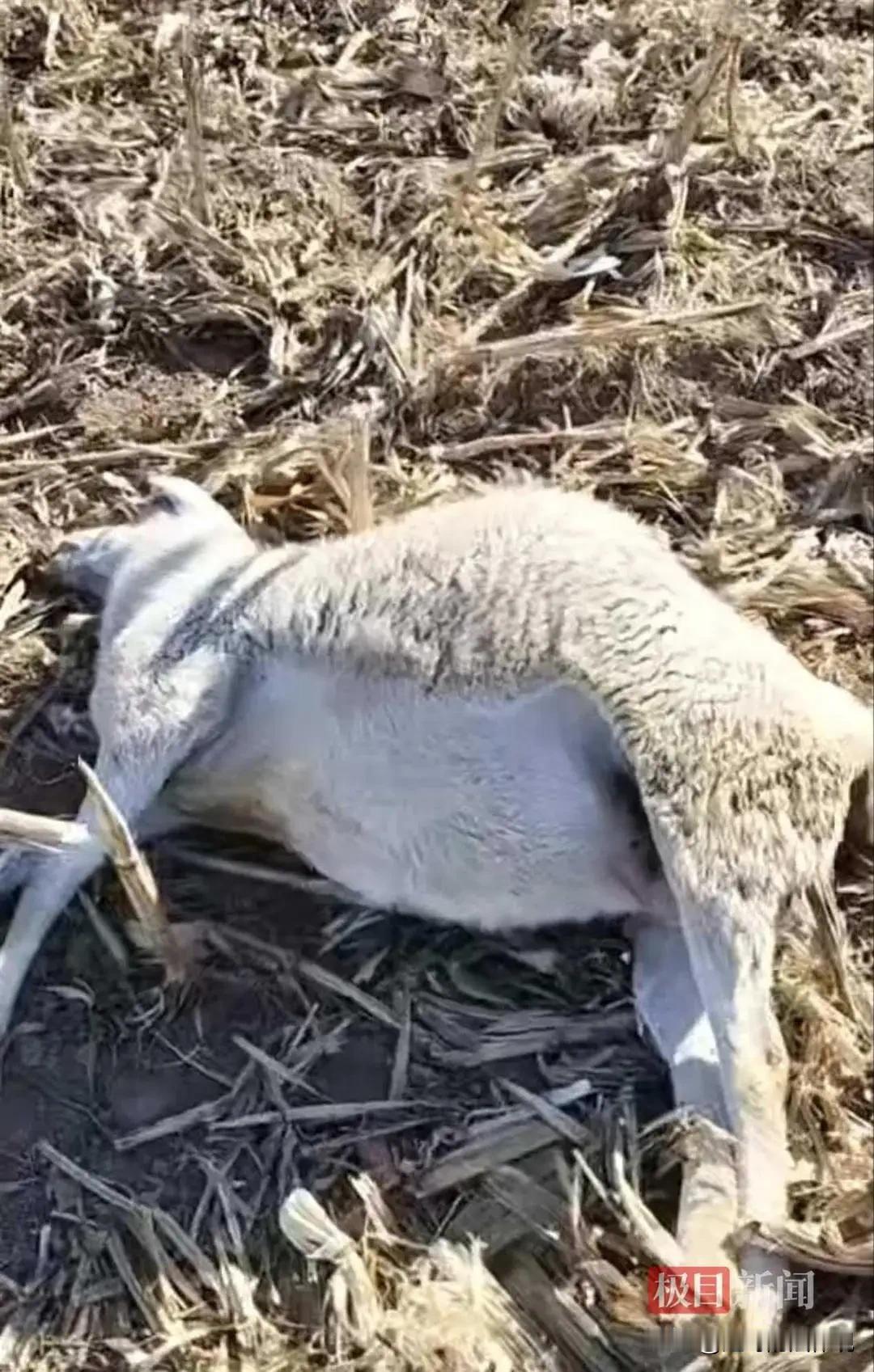 山西晋中，女子的父亲借钱买了200只羊搞养殖。前几天，他的父亲在地里放羊时，突然