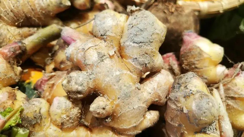 春夏吃好姜，全年都受益！但有种姜一口也别吃，伤肝肾、养大癌细胞“春夏吃好姜，全