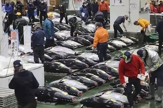 日本这操作真让人看不懂！11月5日刚运6吨扇贝来中国，才过十几天，对华水产出口就