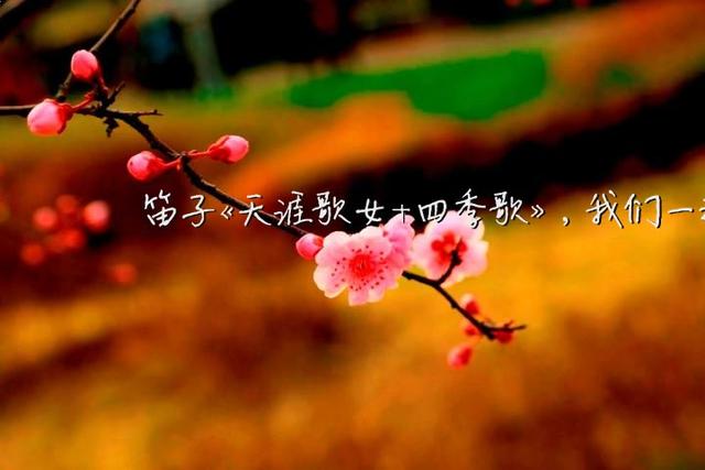 天涯歌女笛子曲谱_天涯歌女古筝曲谱(3)