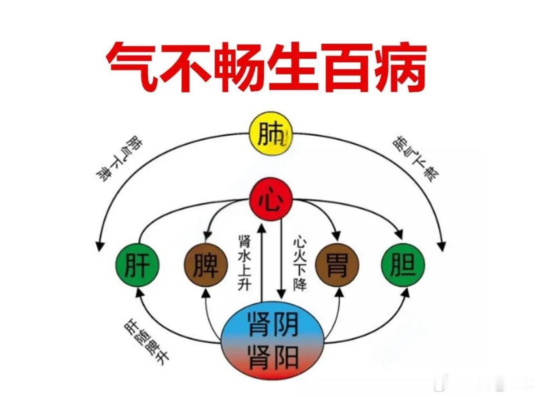 补脾的最高境界：不往脾上堆药，先把中焦这个枢纽转起来我脾虚好多年了，健脾丸、参苓