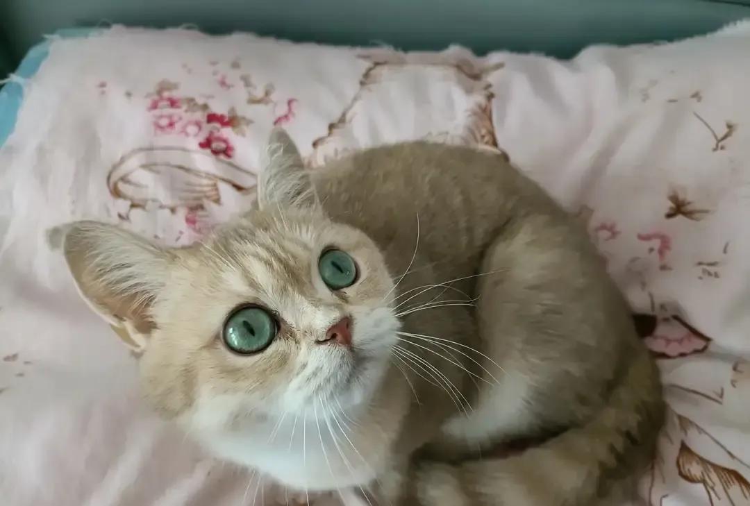 一只叫小老虎的橘白猫靠半夜叼玩具上床陪睡火出圈。主人去年随手发它十点半追剧、凌