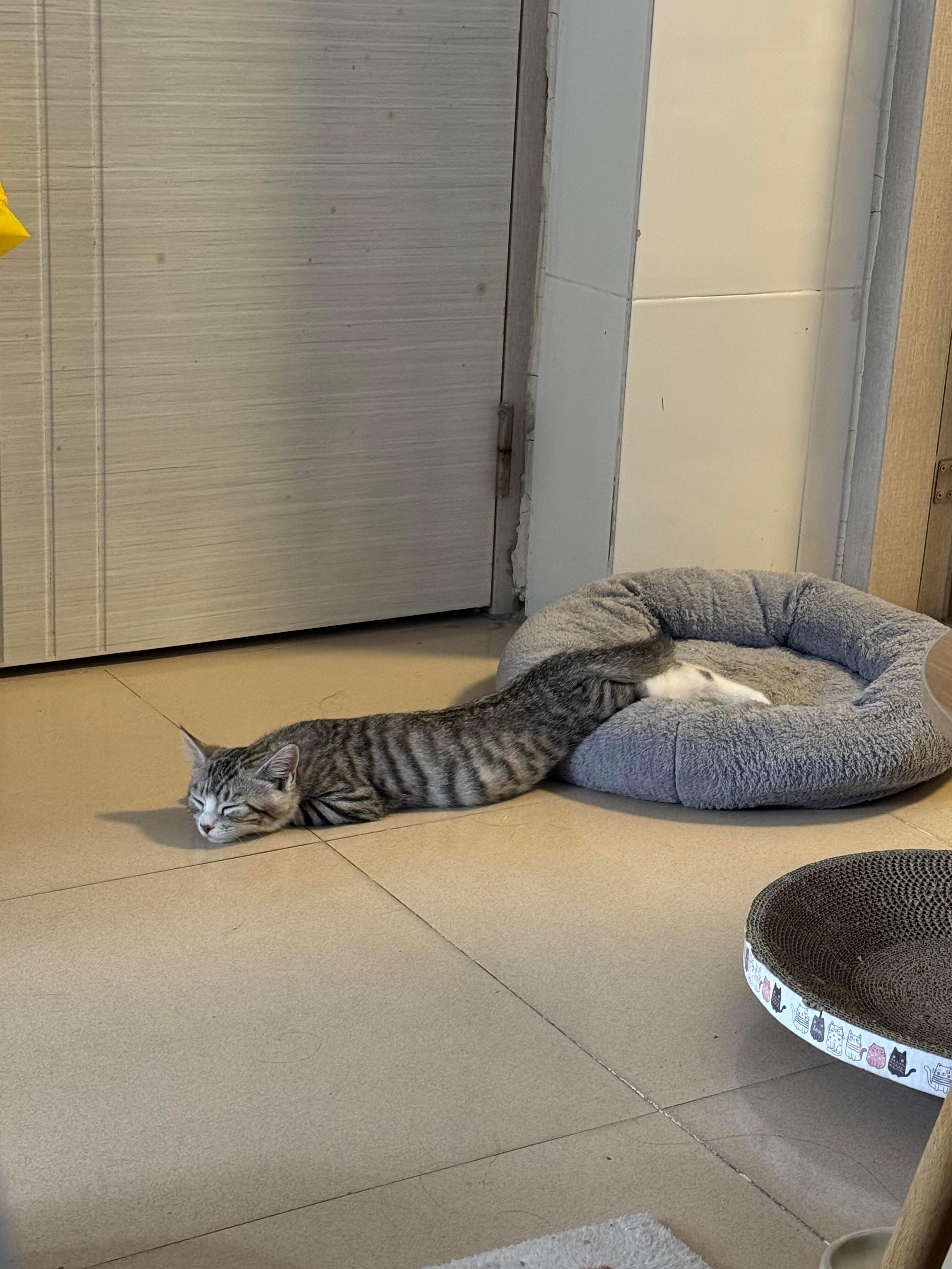 怎么有猫这样睡觉的？？​​​