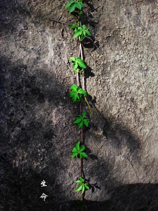 “生命的本质”没有唯一标准答案，不同学科有不同切入角度：-生物学：生命是核