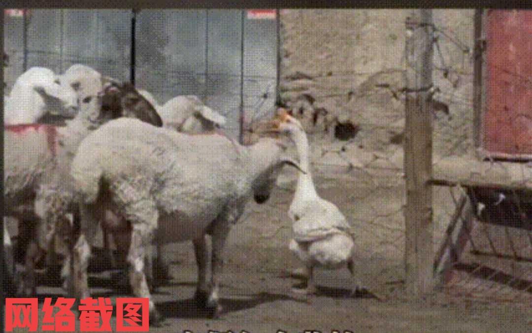 内蒙古有牧民养大鹅准备过冬进补。可这里大鹅却能凭借自己本事，让主人原初的设想