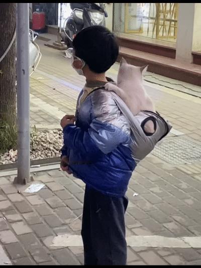 “全世界最可爱的猫”和“全世界最可爱的靓仔”[哭哭]