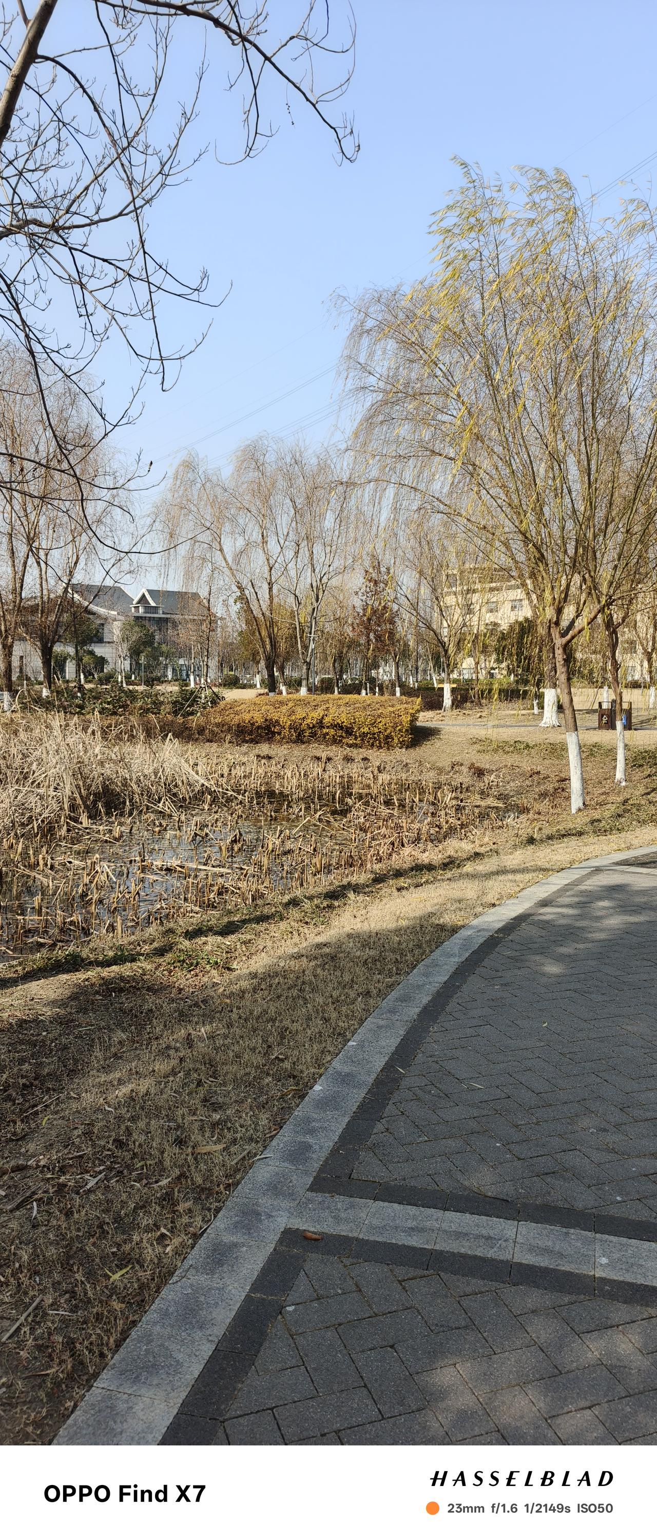 无锡的湿地公园家后面是一个长长的公园，公园是新建的，游人不多，爱晒太阳的我成了