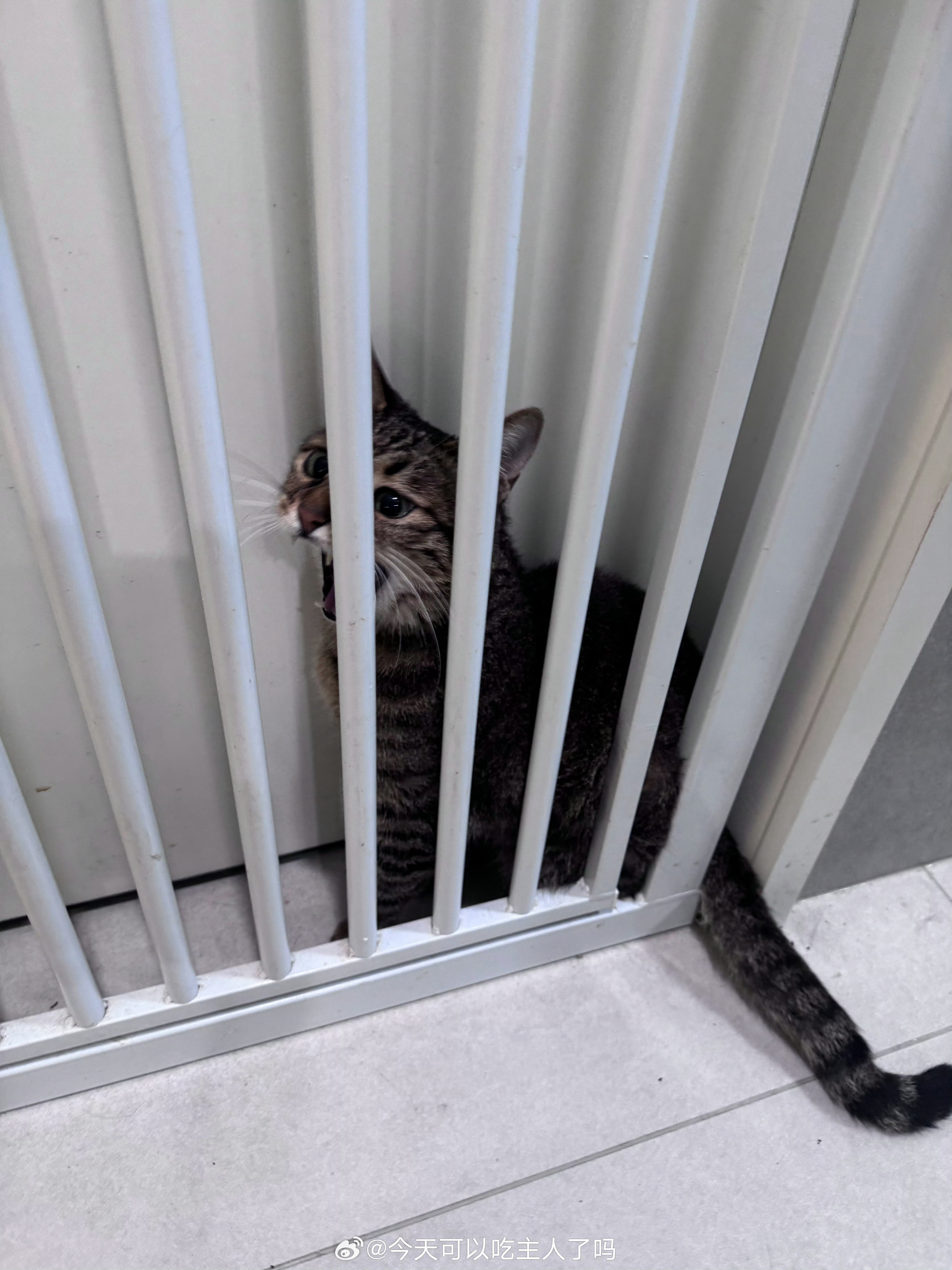 小猫国唯一的姐小猫咪尖叫不已​​​
