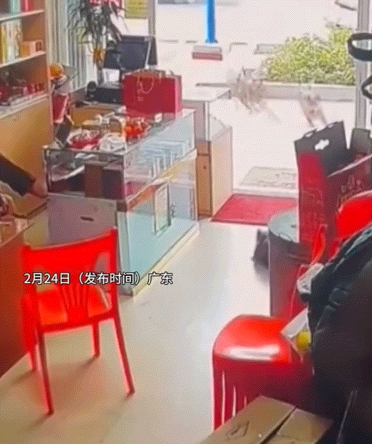 有事是真上！广东一位发视频分享，他家店铺里的一只小黑猫被两只流浪狗突袭，一旁的白