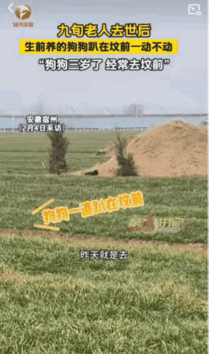 这只瘦到打晃的狗子，用一生诠释了什么叫双向奔赴安徽宿州一