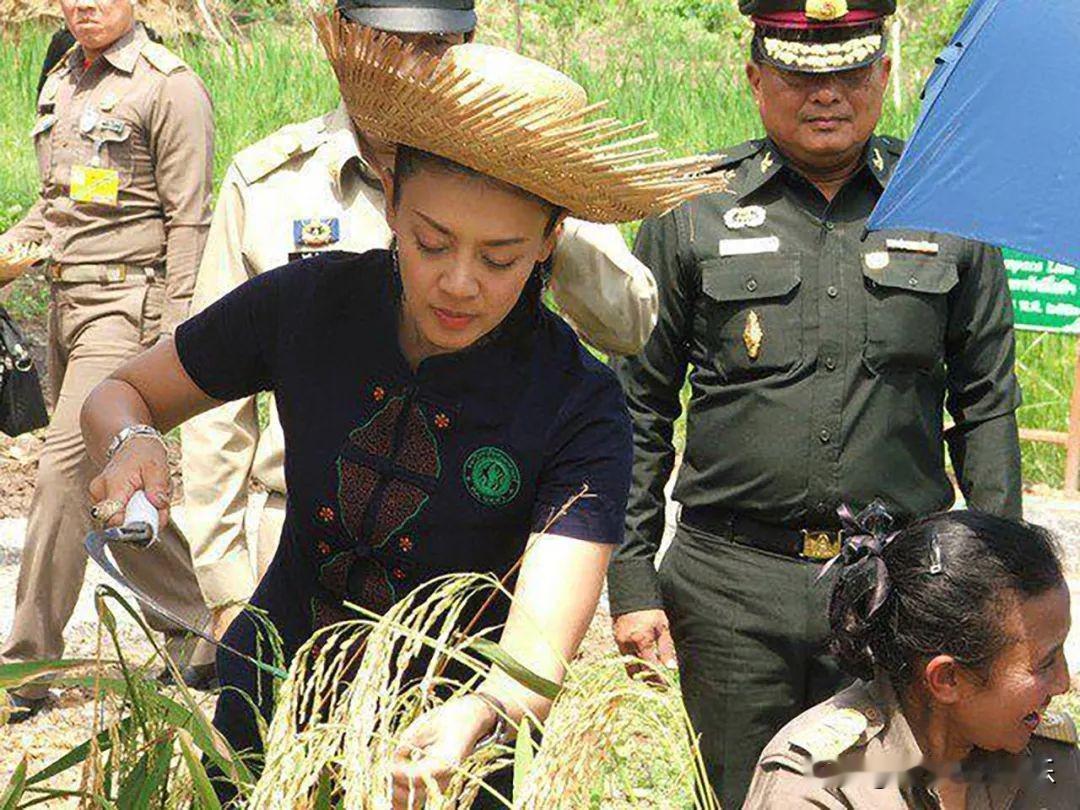 出身贫寒的西拉米割稻谷，那时风光的她带着娘家人一起飞黄腾达。当年西拉米的妈妈笑得