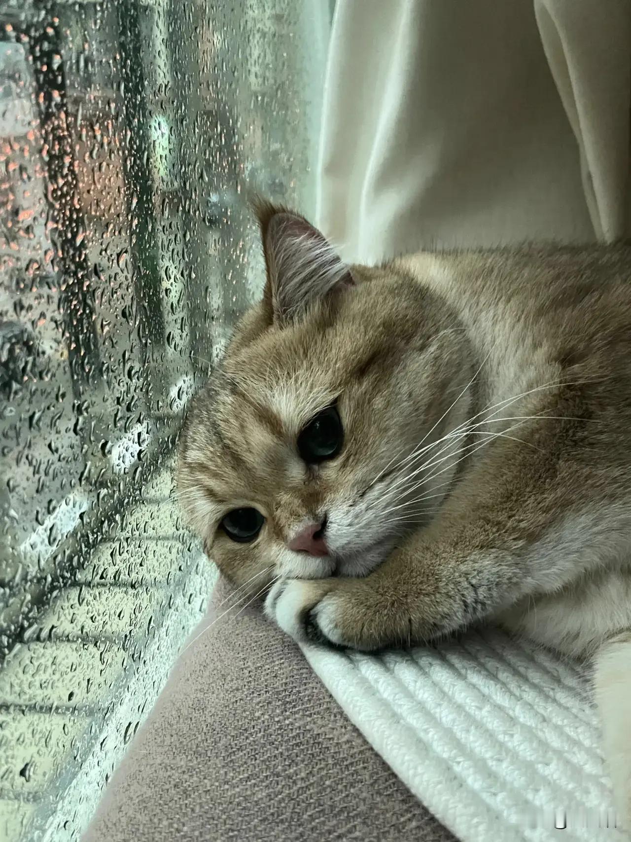 猫猫是不是也有心事呢…………看它那生无可恋的样子好可爱[大笑]​​​