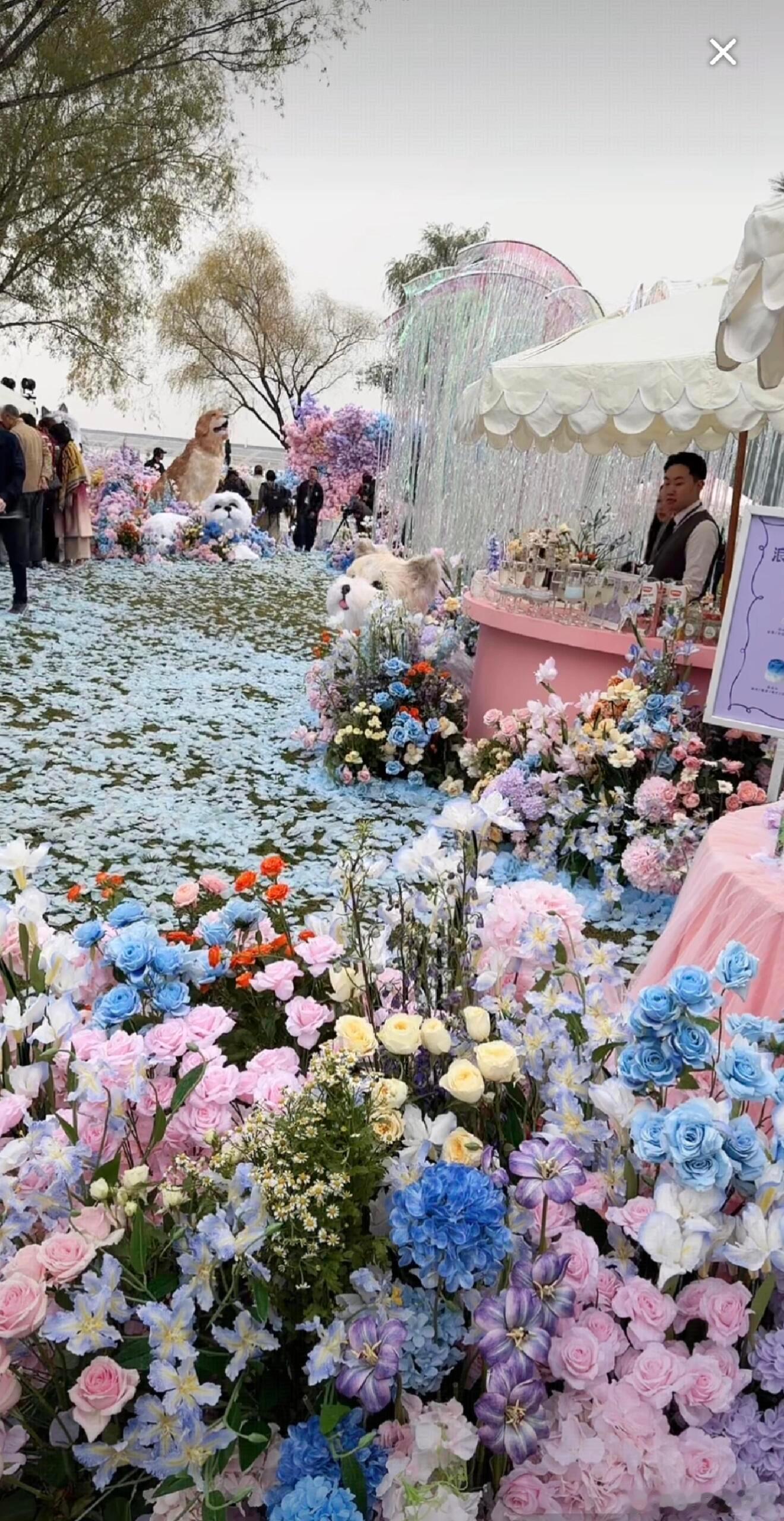 黄子韬徐艺洋婚礼现场布置好浪漫啊[爱心][爱心][爱心]​​​
