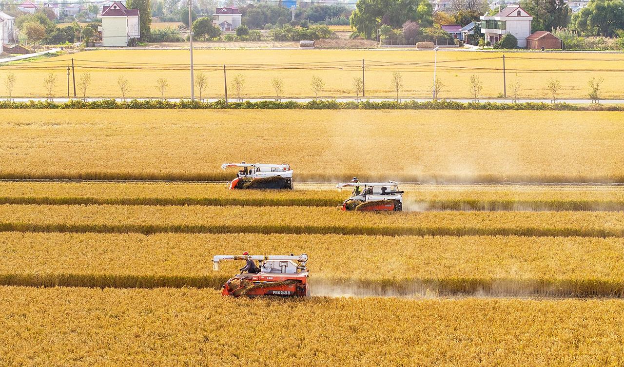 2026年5月下旬，湖北襄阳的麦农们盯着天色发愁。536万亩小麦刚进入收割期