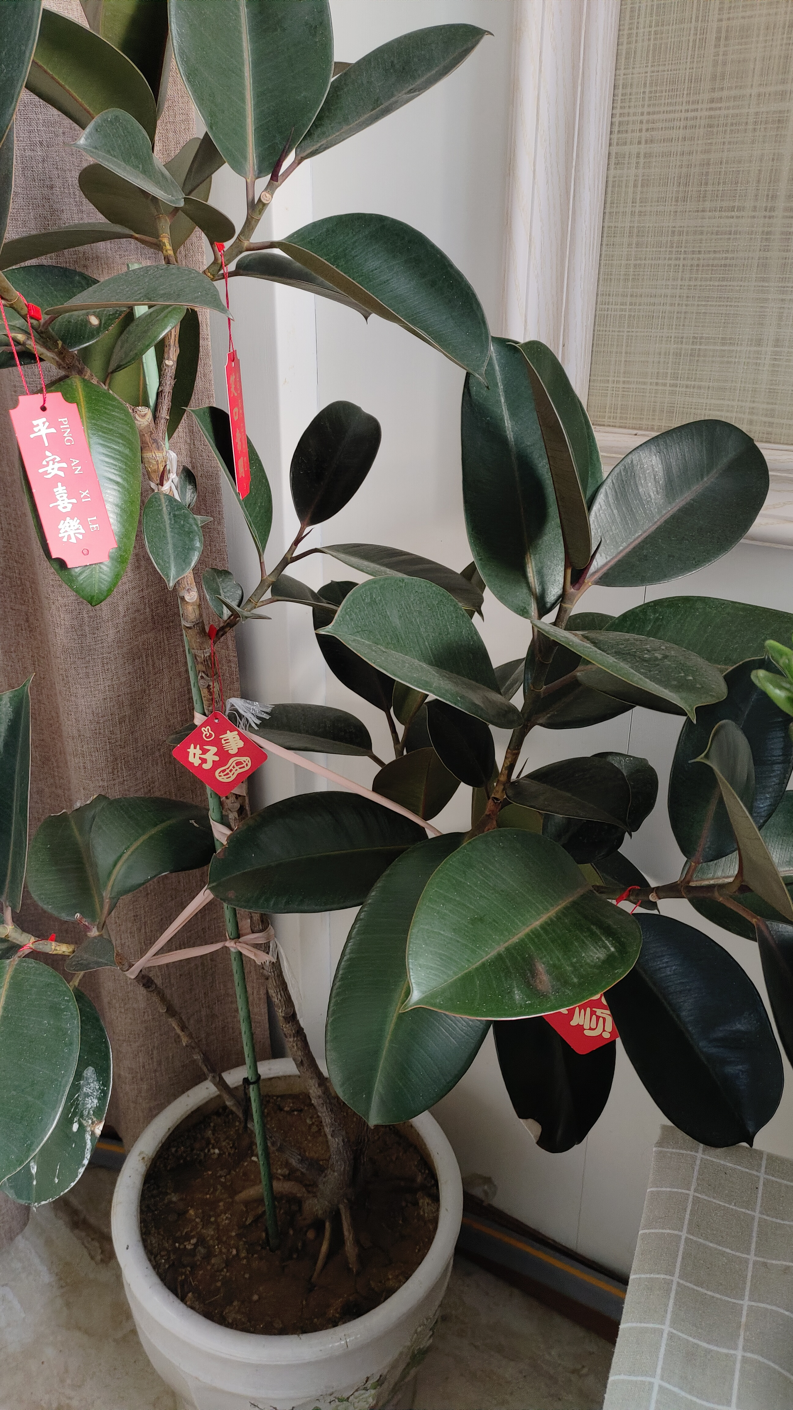 <em>橡皮树</em>冬季要注意保温和控水