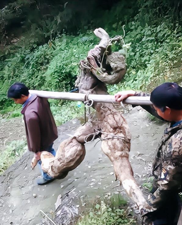 2018年，四川一农民挖出一个250斤的“树根”，被人以5000块钱买走了。