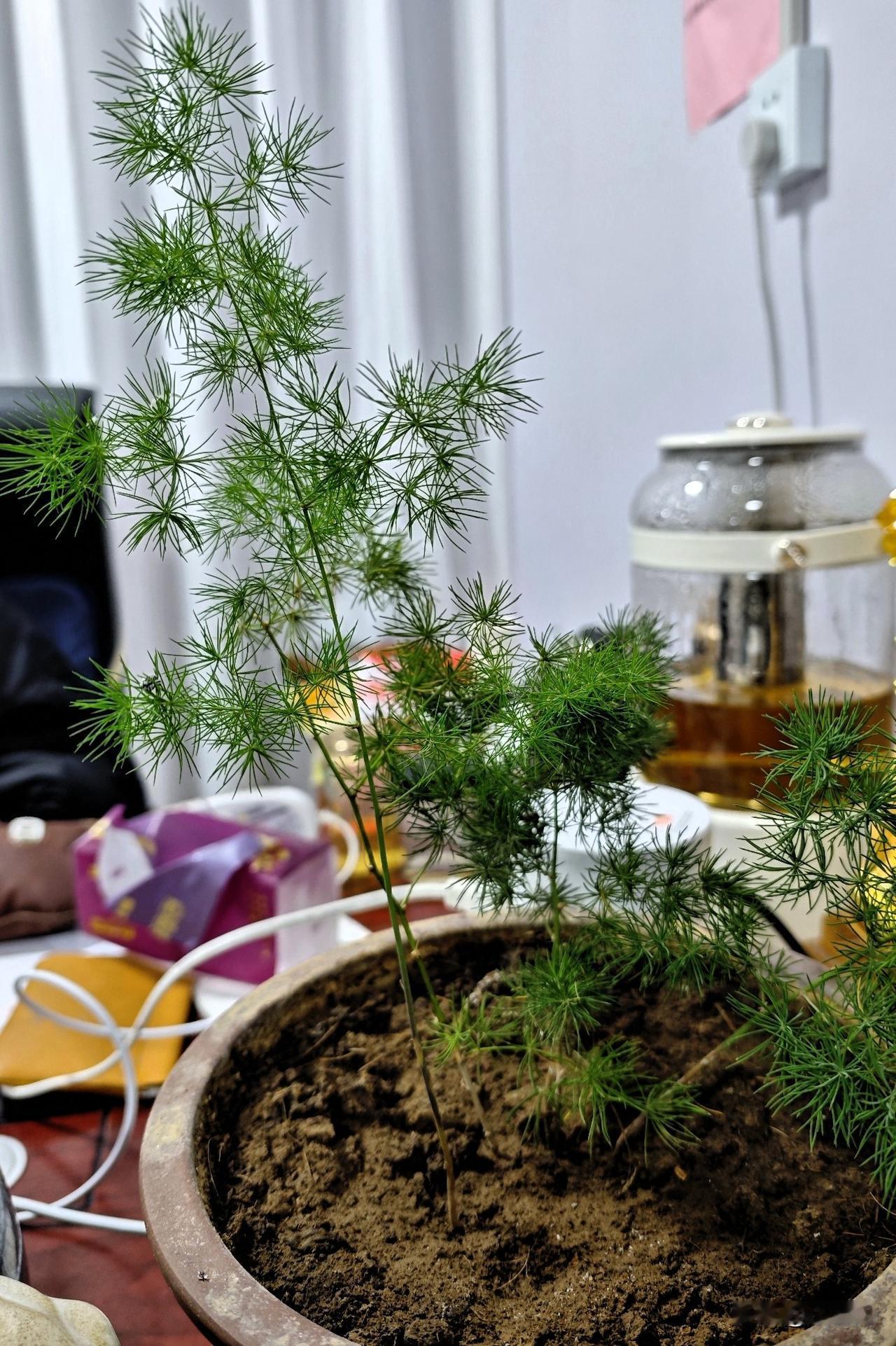 咱这盆天门冬也太给面了！刚栽上那会儿蔫蔫的，还以为要养死，结果没咋管它，反倒蹭蹭