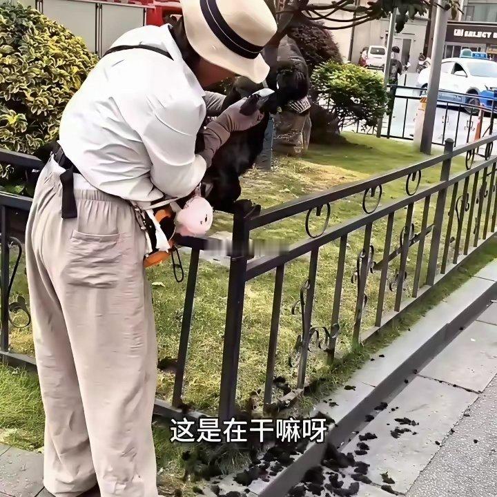 武汉一女子，当街给狗剃毛剃完后扔一地狗毛扬长而去