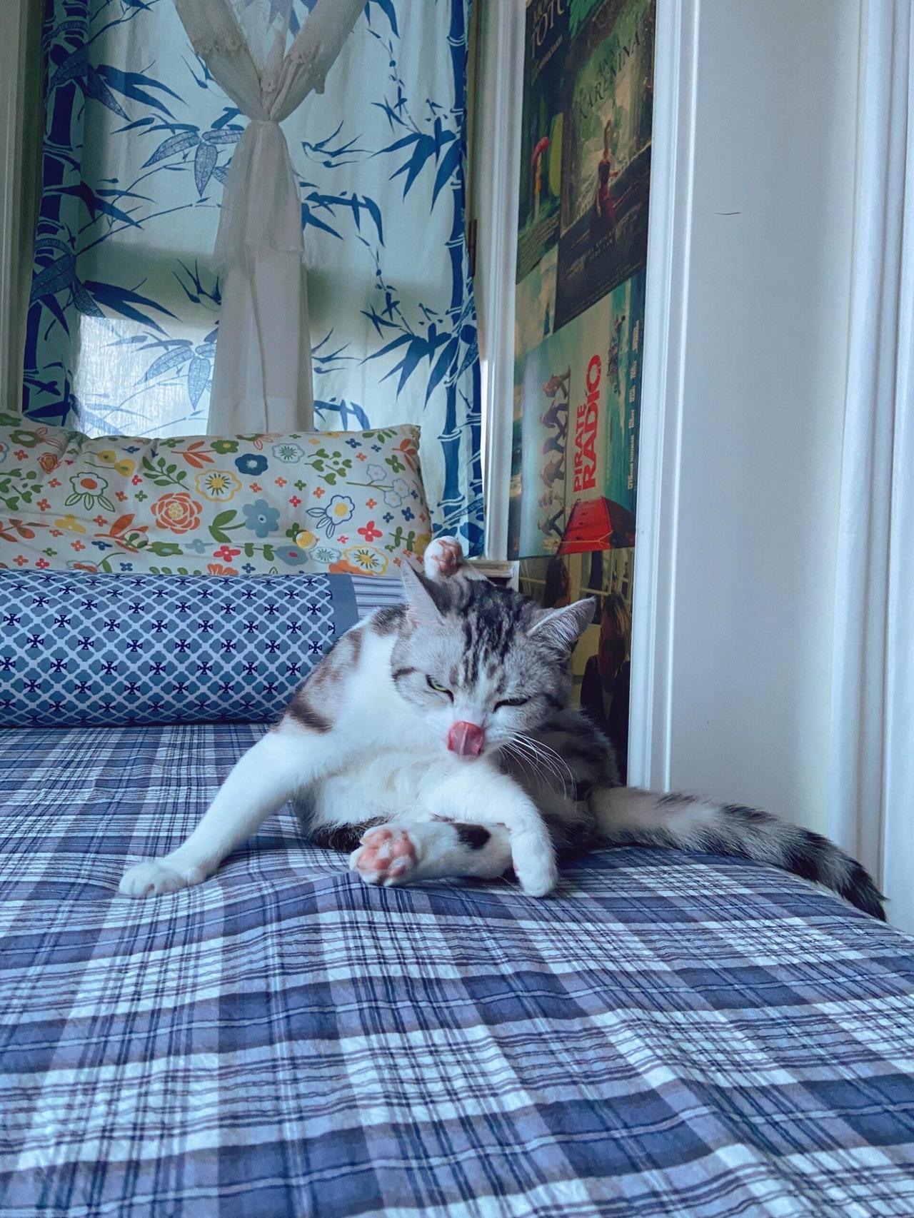 31岁独居，日子简单平淡且知足，河北一女生晒出自己温馨的小家，一人一猫看起来舒服