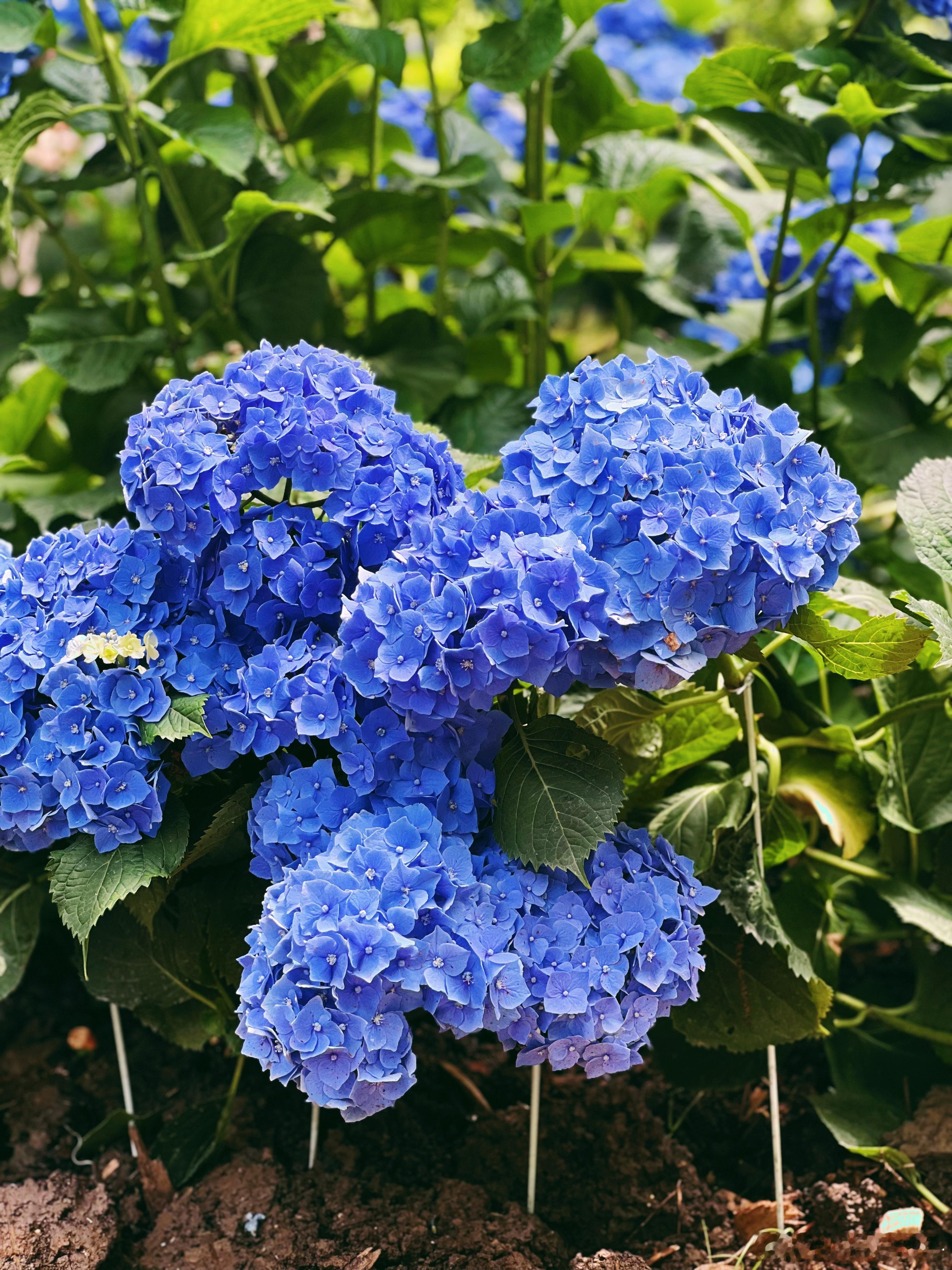 养花养花日记绣球的季节。
