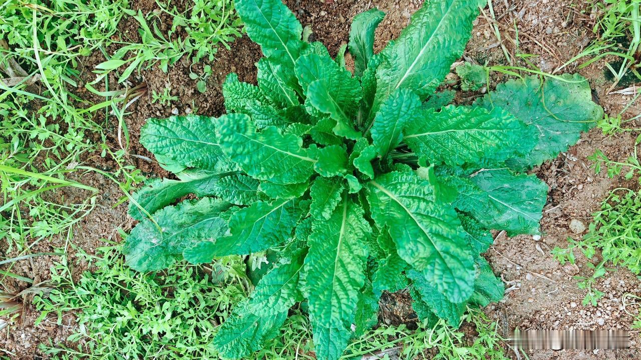 这是癞蛤蟆草，是民间常用的中草药。癞蛤蟆草的典型特点：叶片表面褶皱凹凸不平，触