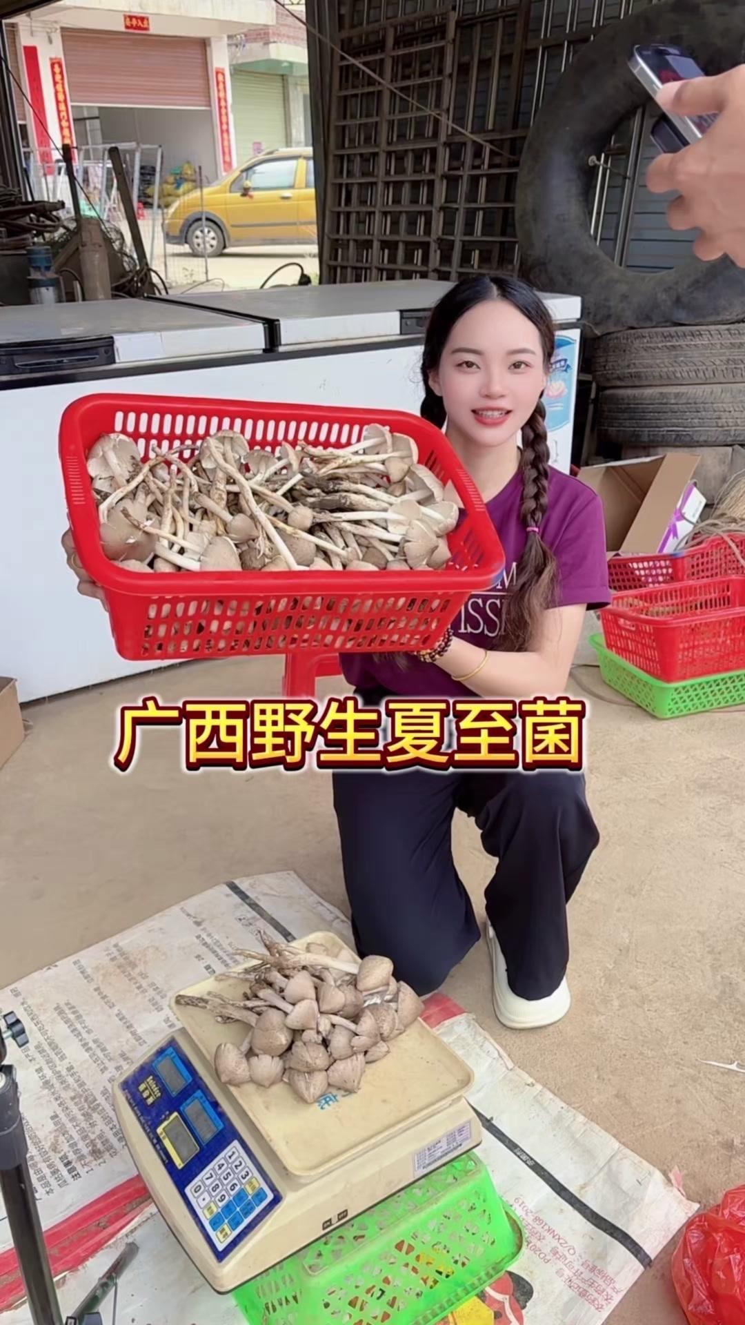 广西夏至菌配土鸡绝了！🍄每年夏至前后，广西山间的野生夏至菌就冒头啦，肉质肥厚，