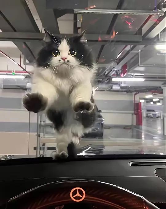 这么漂亮的小猫也流浪了这一看就不是当地土猫可怜哦？姐姐要去上班回来再给你带猫