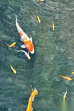 朋友孩子考研估分，英语一，光客观题，55分。我当时就愣住了。啥概念？很多人拼