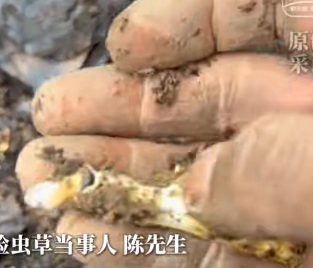 贵州大哥摔一跤捡几百根虫草，本想暴富结果扎心！近日，贵州开阳一