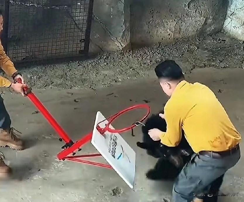 杭州野生动物园，黑熊表演突然袭击人，还会使绊子，袭击动作真像个人啊熊链子被勾住